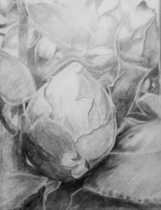 Botanical Garden 30_f 9x12, graphite value study on tracing paper